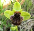 Ophrys bombyliflora